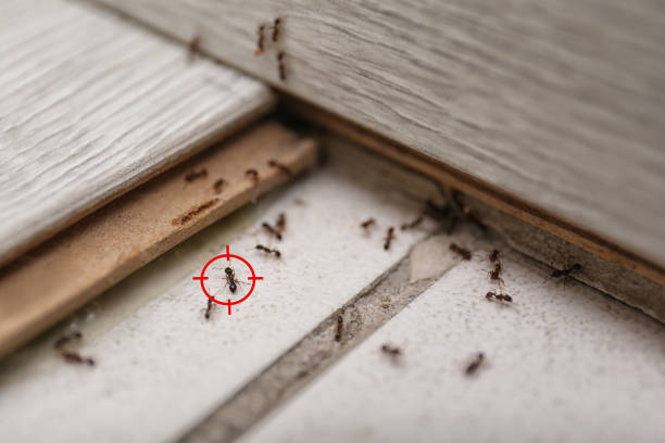 Best Local Pest Control Services  in Crystal Falls, MI