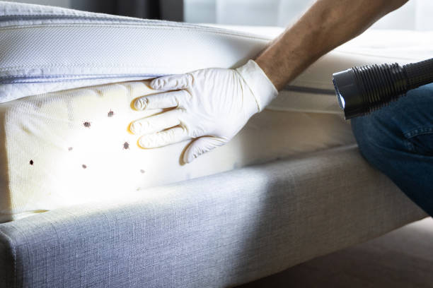 Best Mosquito Control Services  in Crystal Falls, MI