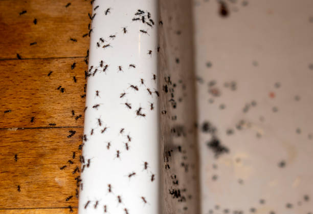 Reliable Crystal Falls, MI Pest Control Solutions